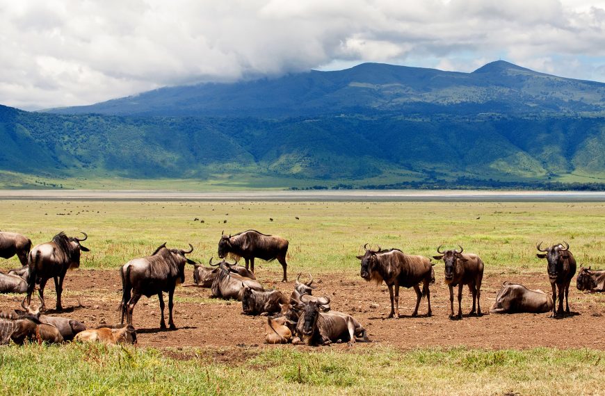 Wildlife inside Ngorongoro Crater landscape