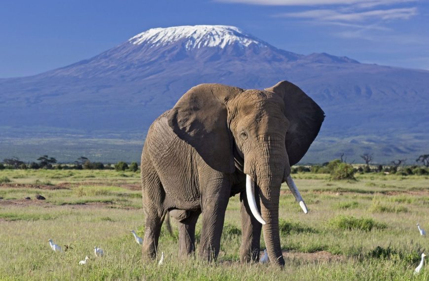 elephant bull front of kilimanjaro amboseli