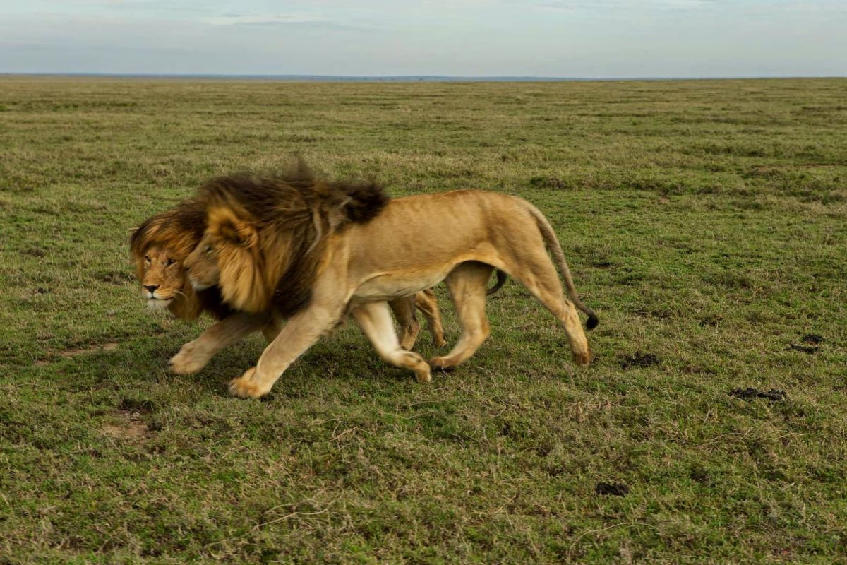 The Big Five Animals of Tanzania | Ultimate Safari Guide by Boko Explorers 1 Lions in Tanzania