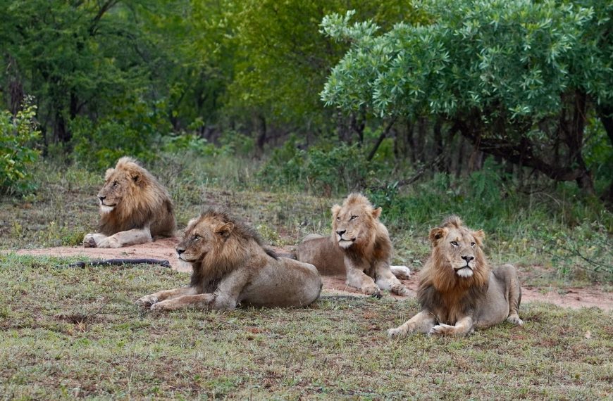 The Big Five Animals of Tanzania | Ultimate Safari Guide by Boko Explorers 3 Top National Parks to Visit in Tanzania