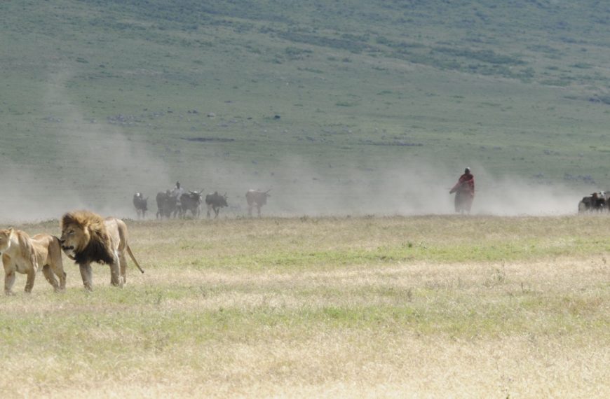 lion in serengeti