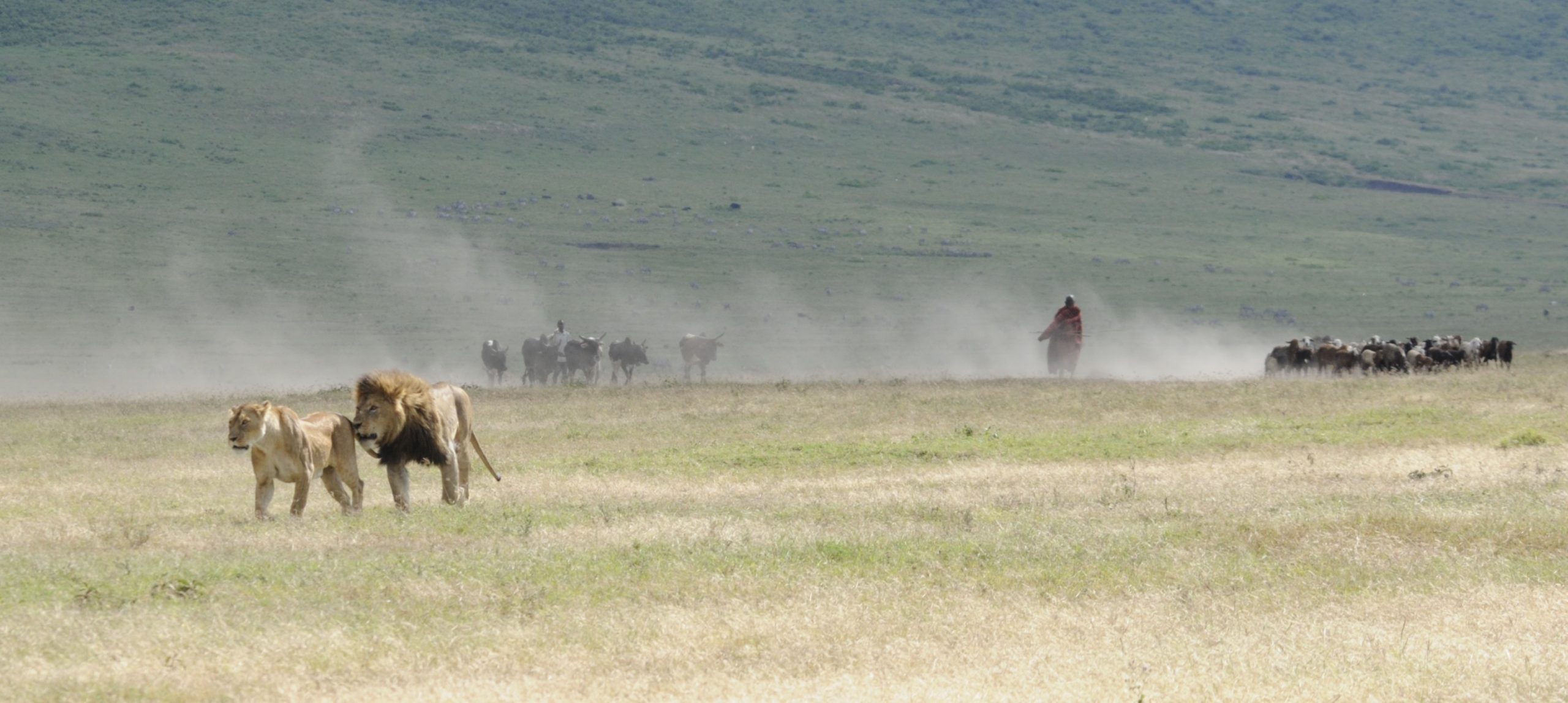 Best Place to See Lions in Tanzania | Top Safari Destinations with Boko Explorers 4 lion in serengeti scaled