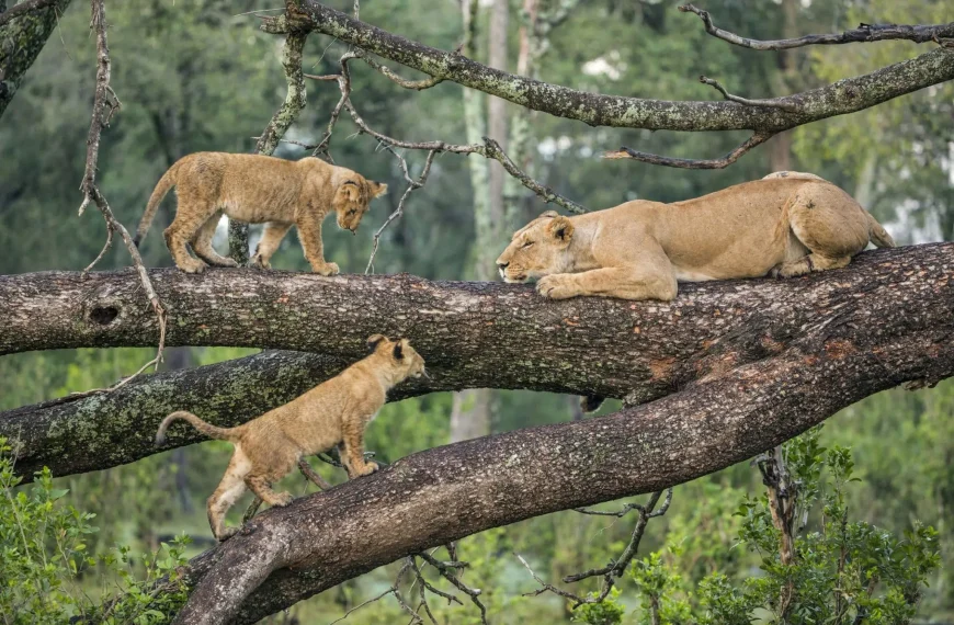lions in tree.jpg