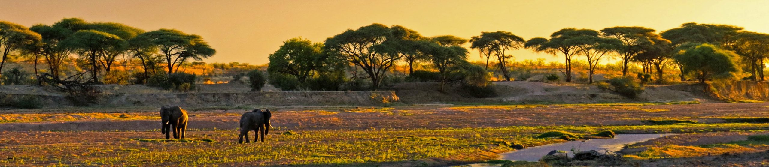 ruaha scaled