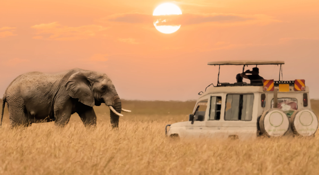 Best Tanzania Safari Packages for Every Budget | Affordable to Luxury Safaris 49 Safari Packages