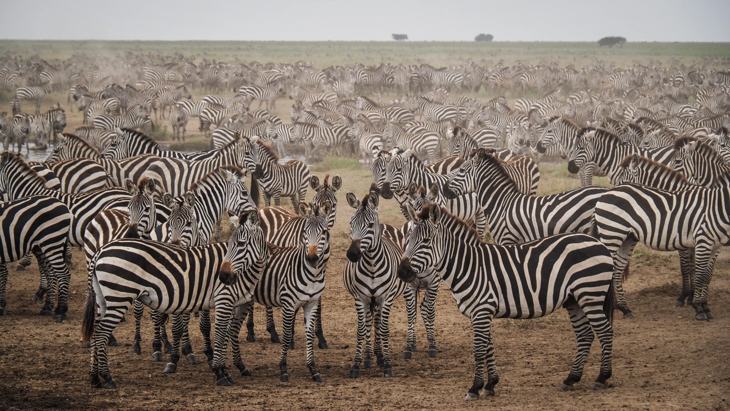Serengeti National Park Safari Guide | Best Time, Wildlife & Travel Tips 6 serengeti tanzania