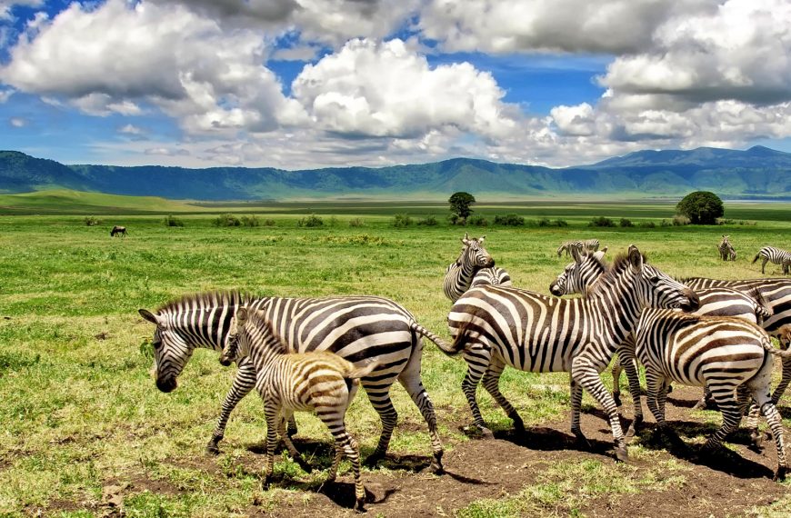 tanzania safaris
