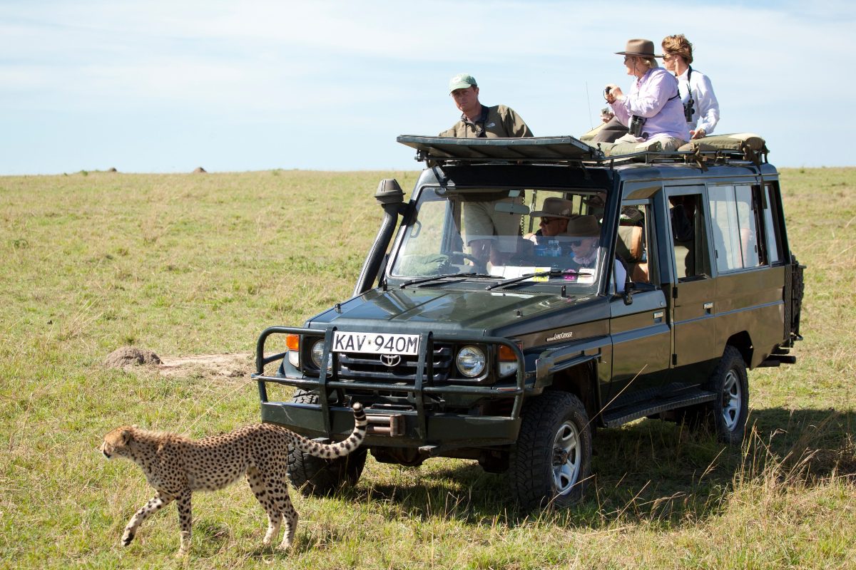 vehicles for safari
