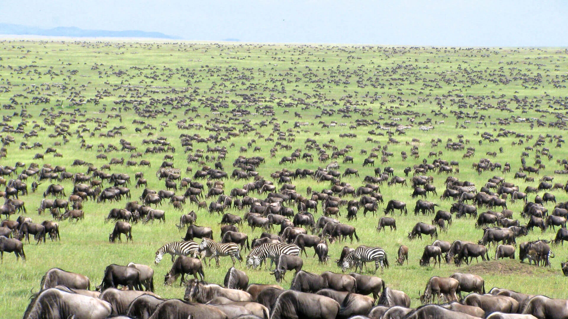 Where to See the Great Migration in Serengeti National Park | Complete Migration Guide 1 wildebeest migration across savannah