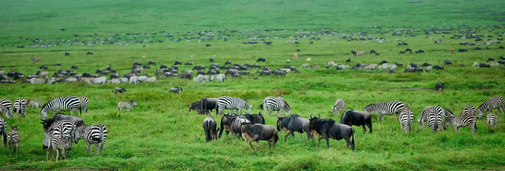 Best Safari Destination in Africa 1