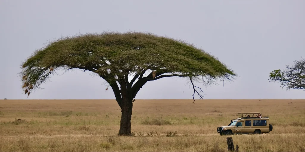What Makes Tanzania the Best Safari Destination in Africa (2026 Guide) 1 Best Safari Destination in Africa