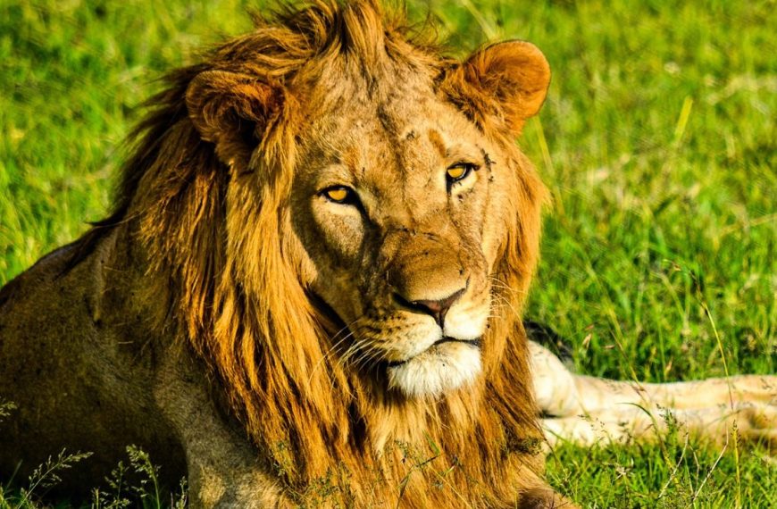 What Makes Tanzania the Best Safari Destination in Africa (2026 Guide) 3 Best Safari in Tanzania