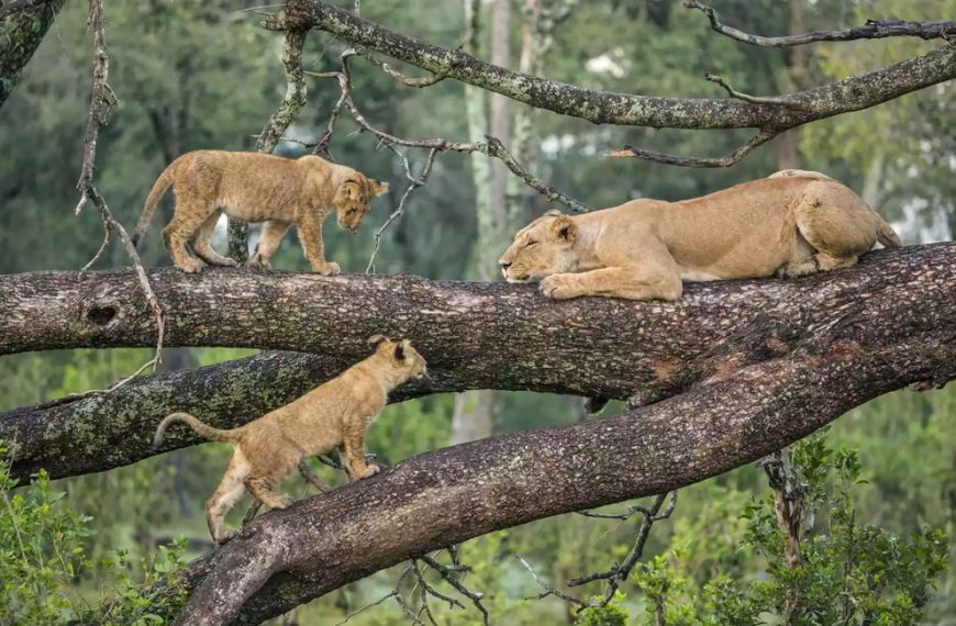 What Makes Tanzania the Best Safari Destination in Africa (2026 Guide) 2 Best Time for a Safari in Tanzania