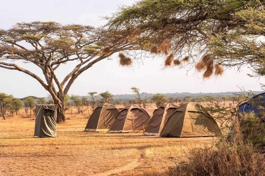 Cheap Tanzania Safari: How to Save Money (2026 Guide) 6 Cheap Tanzania Safari