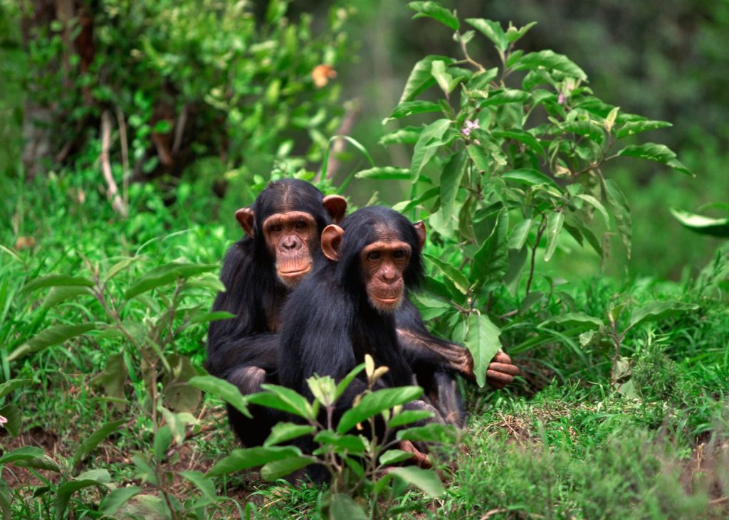 Chimpanzee Trekking in Gombe Stream National Park 43 Chimpanzee Trekking