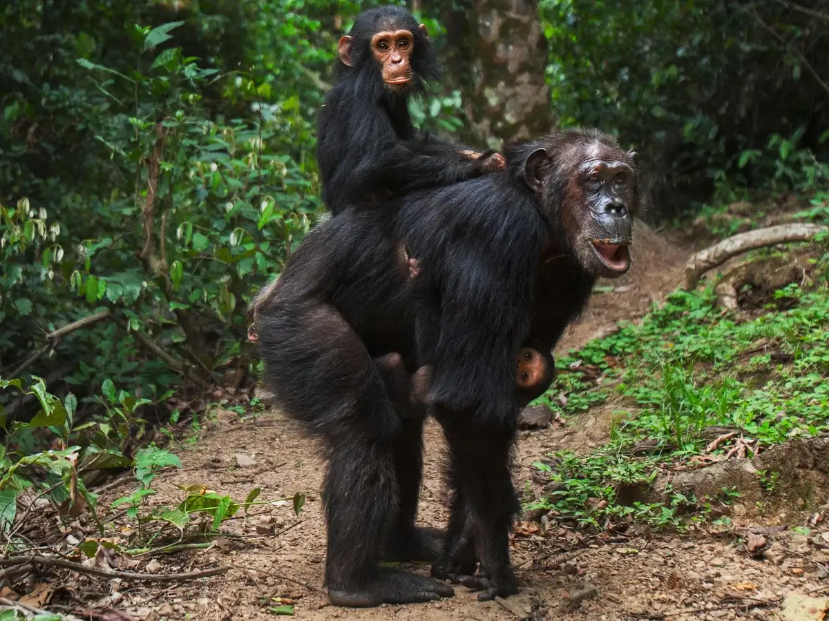 Chimpanzee Trekking in Gombe Stream National Park 4 Chimpanzee Trekking
