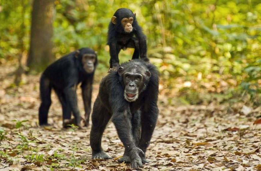 Chimpanzee Trekking in Gombe Stream National Park 3 Gombe Stream Chimpanzee Trekking