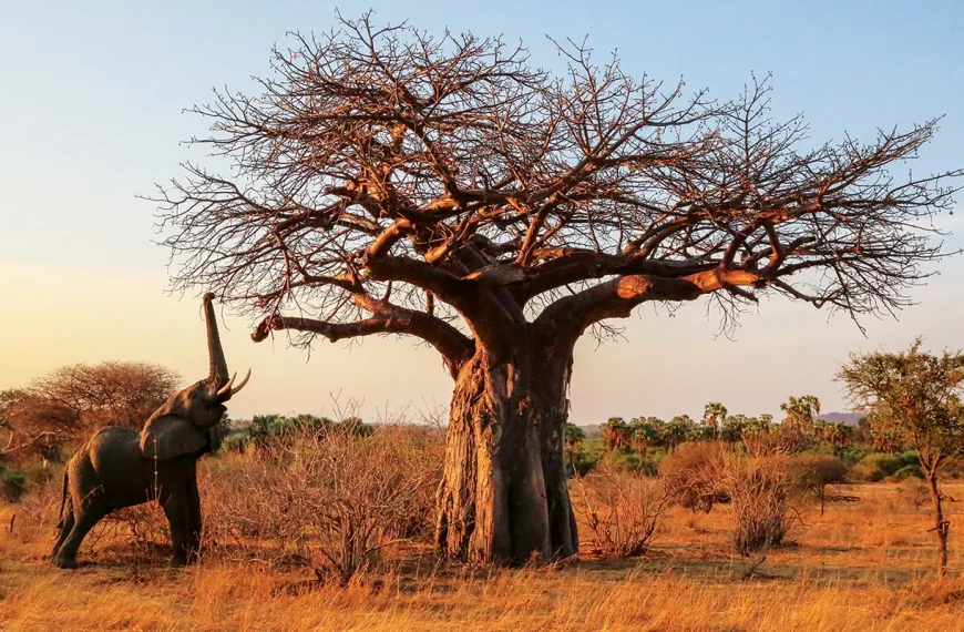 Ruaha NP