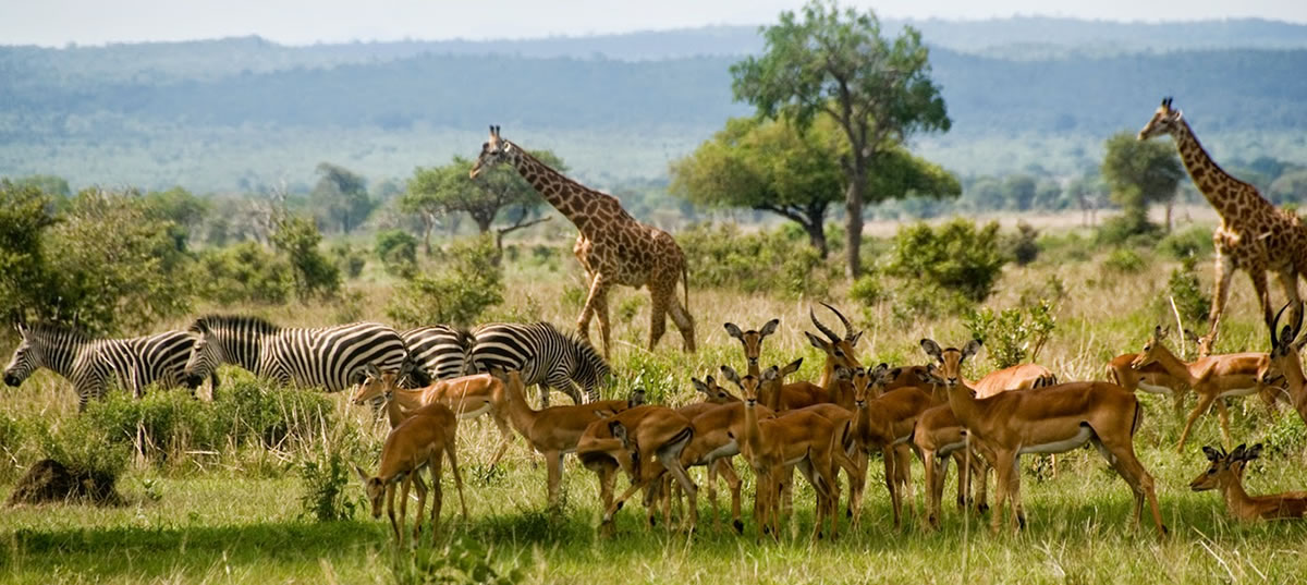 cheap safari