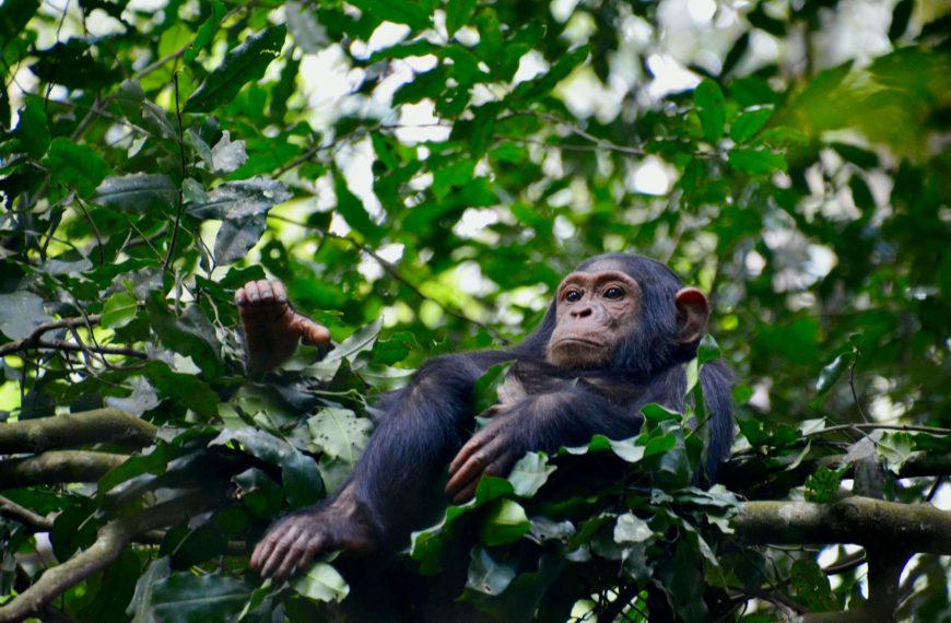 Chimpanzee Trekking in Gombe Stream National Park 2 chipanzee in forest