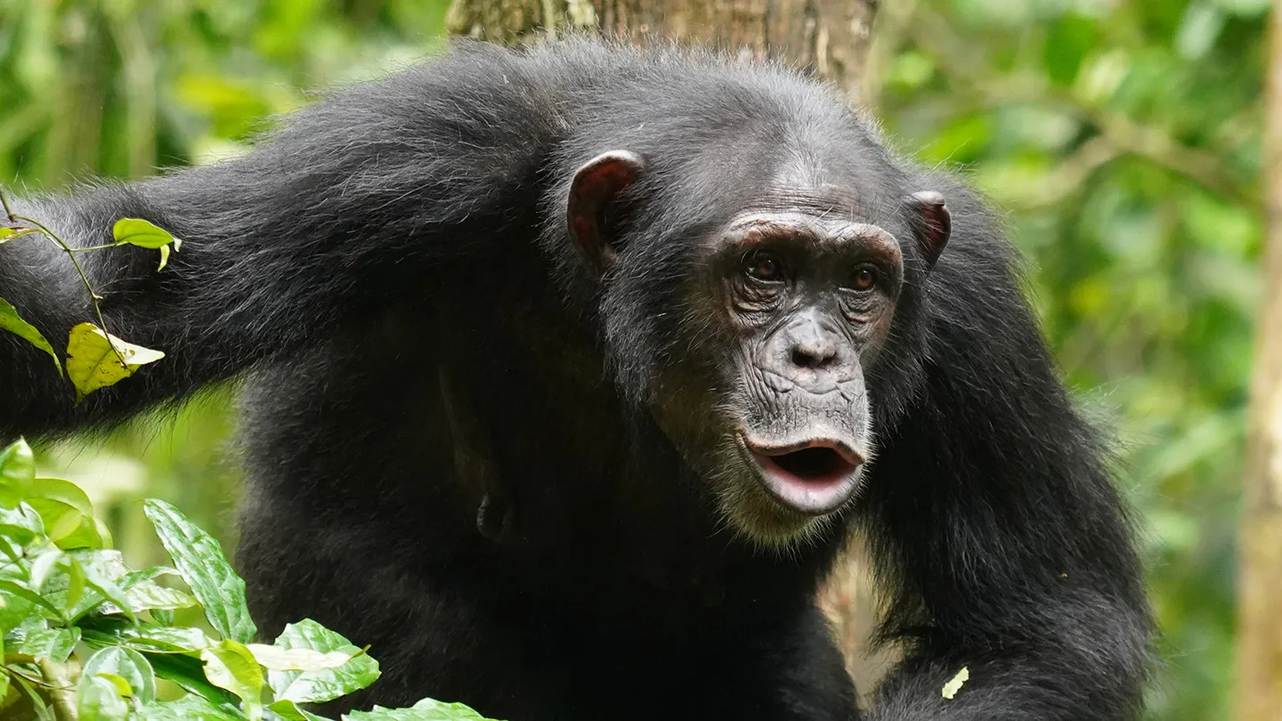Chimpanzee Trekking in Gombe Stream National Park 1 chipanzee