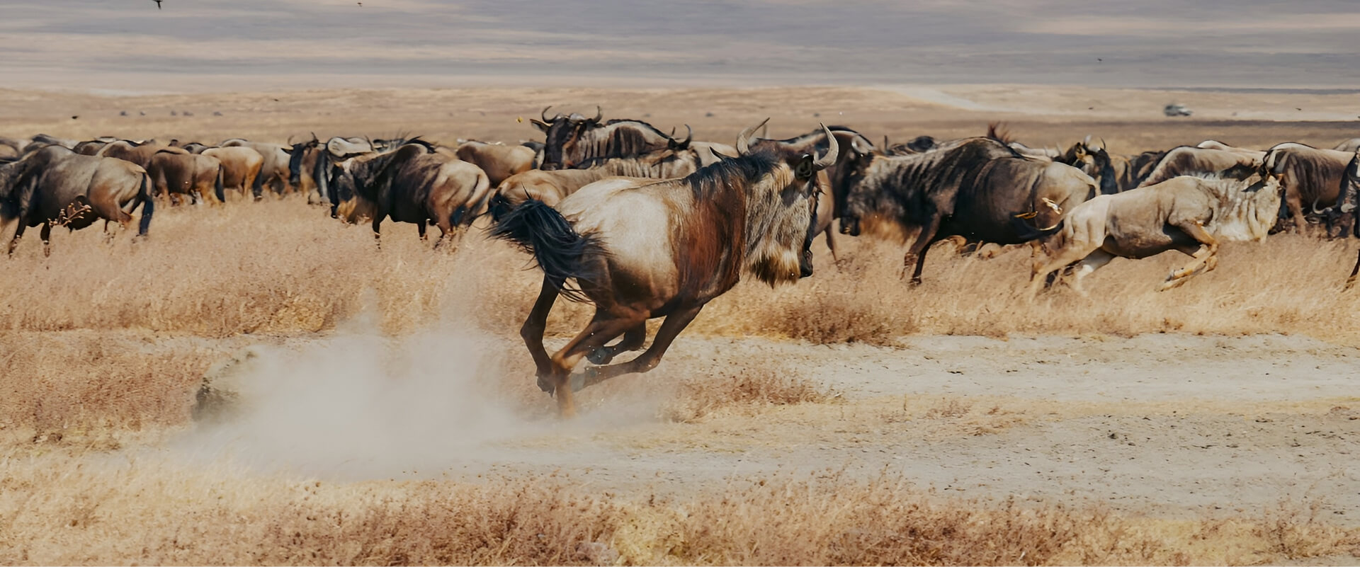 What Makes Tanzania the Best Safari Destination in Africa (2026 Guide) 4 serengeti safari the great migration