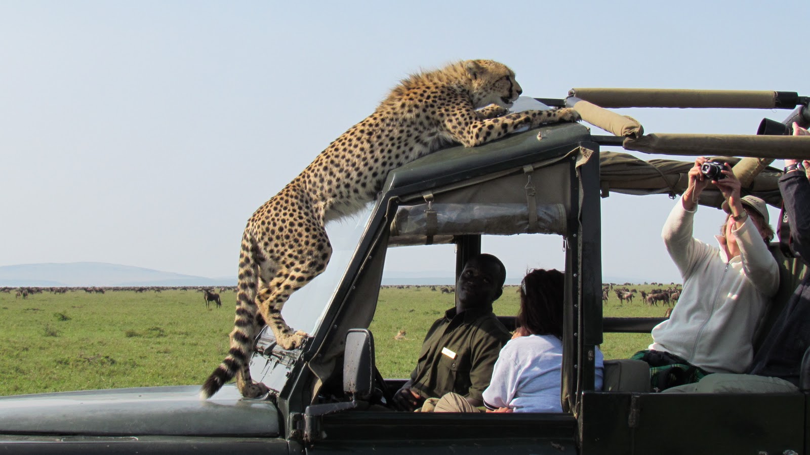 shared vehicle for safari