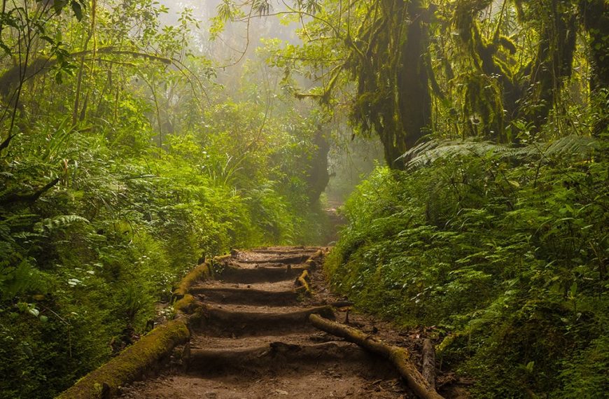 Rainforest on Kilimanjaro