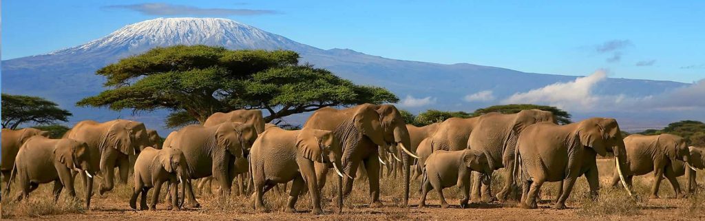 kilimanjaro wildlife