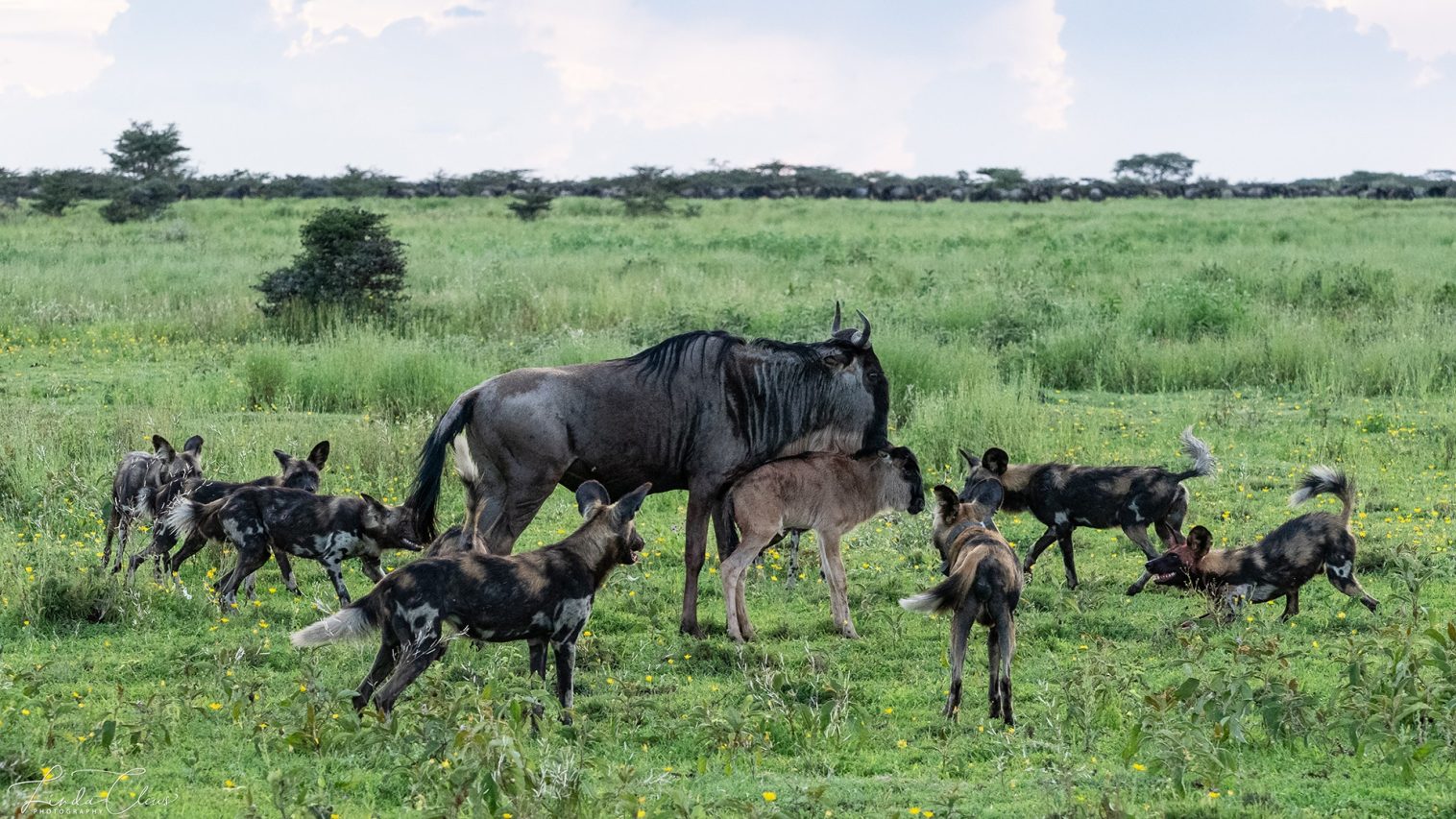 7 Days 6 Nights Calving Season safaris